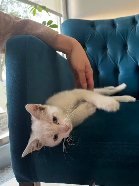 MOKİİ Veteriner Kliniği foto 1