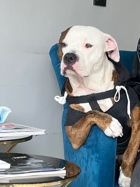 MOKİİ Veteriner Kliniği foto 2