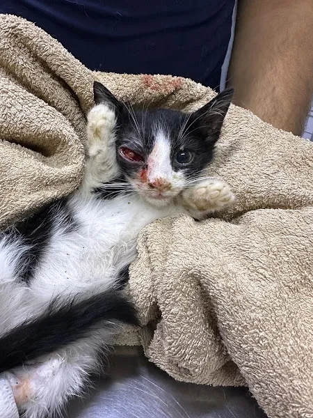 VetTeam Veteriner Kliniği foto 1