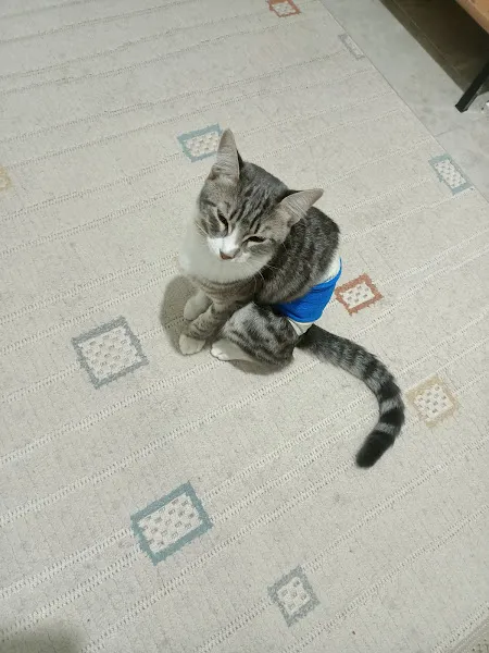 Abbavet Veteriner Kliniği foto 2