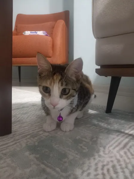 Betül Veteriner Kliniği foto 2