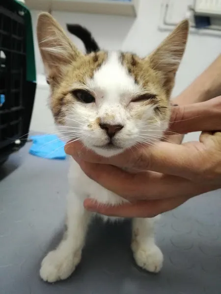 Bulgurlu Veteriner Kliniği foto 2