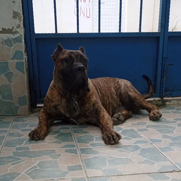 Maestro Veteriner Kliniği foto 2