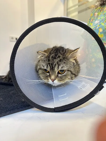 Medipark Veteriner Kliniği foto 2