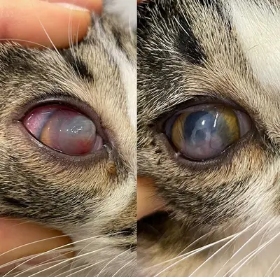 Kaju Veteriner Kliniği - Beylikdüzü Kavaklı Yakuplu Gürpınar Marmara Sahil Veteriner