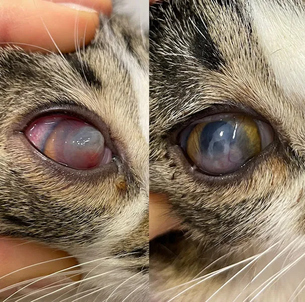 Kaju Veteriner Kliniği - Beylikdüzü Kavaklı Yakuplu Gürpınar Marmara Sahil Veteriner foto 1