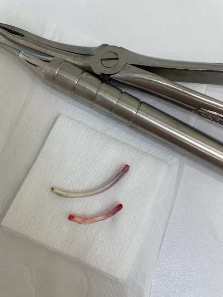 Kaju Veteriner Kliniği - Beylikdüzü Kavaklı Yakuplu Gürpınar Marmara Sahil Veteriner foto 2