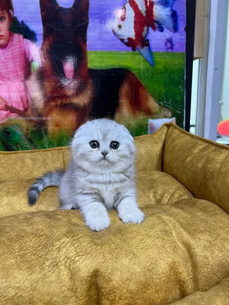 Von Alp Pet Shop foto 2