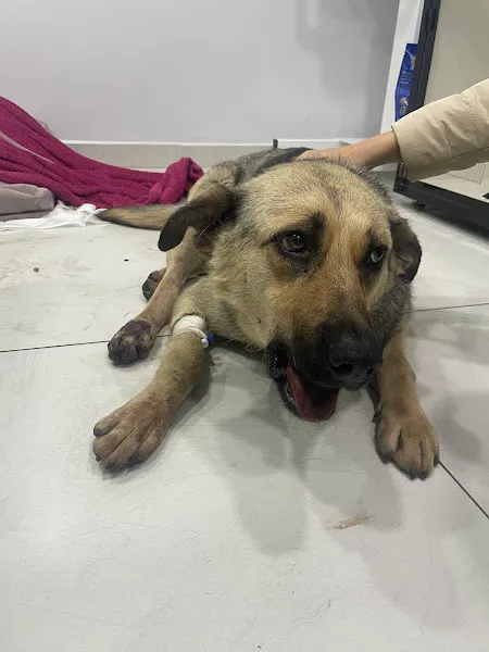 Pasteur Veteriner Kliniği foto 2