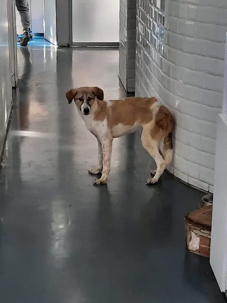Fizyovet Veteriner Kliniği ve Pet Fizik Tedavi Merkezi foto 1