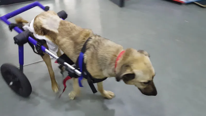 Fizyovet Veteriner Kliniği ve Pet Fizik Tedavi Merkezi foto 2