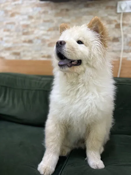 Vetterapi Suadiye veteriner kliniği foto 2