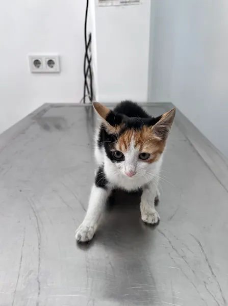 Beylerbeyi Veteriner Kliniği foto 2