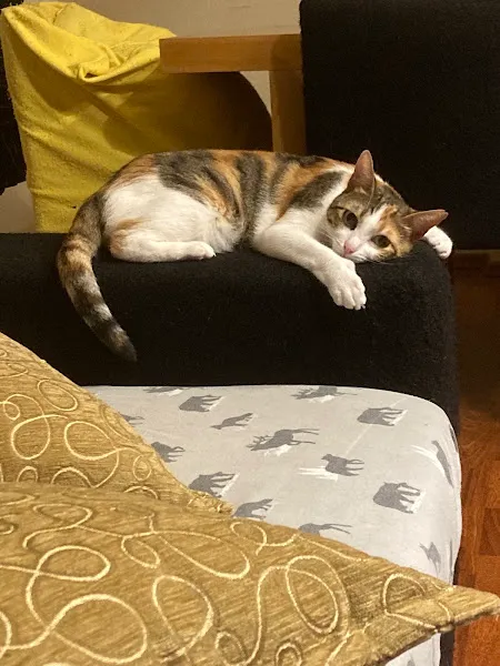 Kandilli Veteriner Kliniği foto 2