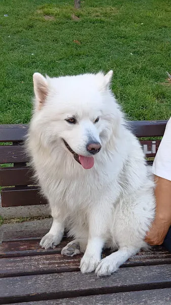 Tetra'vet hayvan sağlığı kabini ve pet kuaförlük hizmetleri foto 1