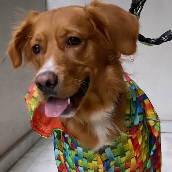 Skyvet Veteriner Kliniği foto 2