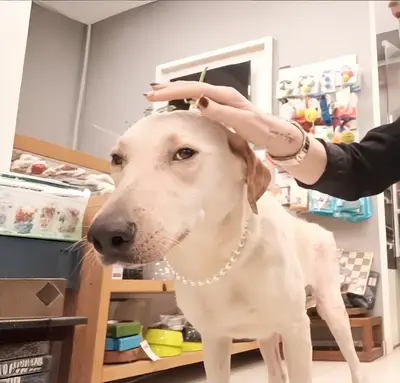 Dr. Pets