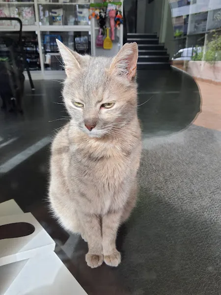 Ködi Veteriner Kliniği foto 2