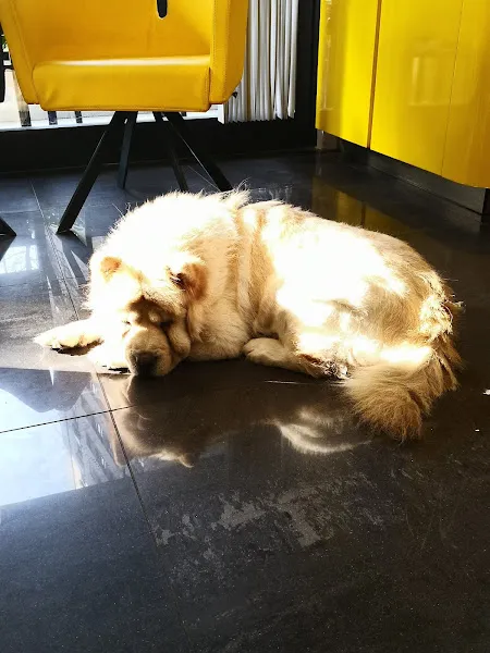 VETDORA Veteriner Kliniği foto 2