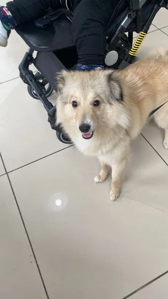 Vetoloji Veteriner Kliniği foto 2