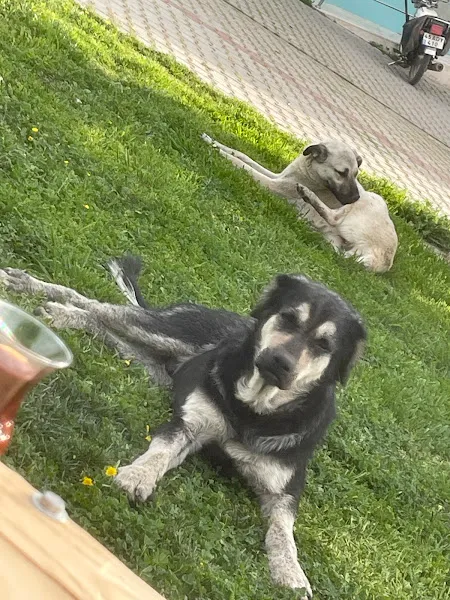 Bugs Bunny Veteriner Kliniği foto 2