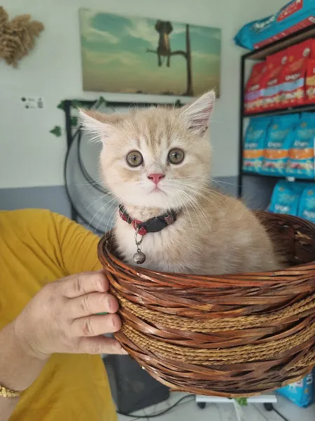 Silva Veteriner Kliniği foto 2