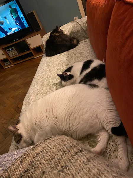 Pelin Veteriner Kliniği foto 2