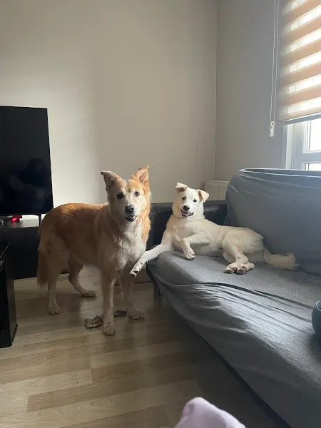 Yenişehir Veteriner Kliniği foto 2