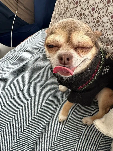 Yeniköy Pet Center Veteriner Kliniği foto 1