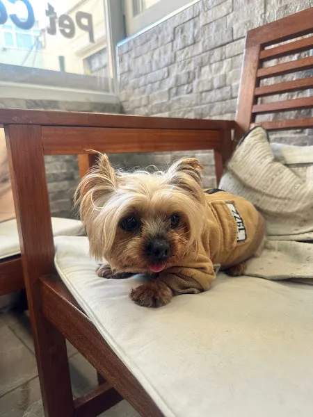 Yeniköy Pet Center Veteriner Kliniği foto 2