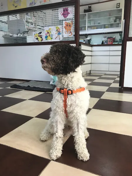 Petlimanı Veteriner Kliniği foto 2