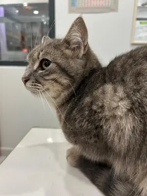 VetKampüs - Veteriner Kliniği