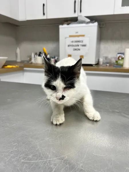 Pasifik Veteriner Kliniği foto 1