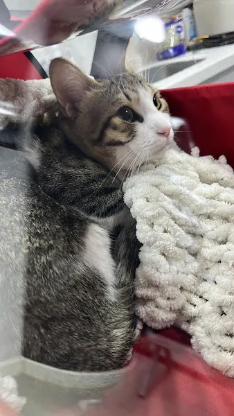 Göktürk Parla Veteriner Kliniği foto 2
