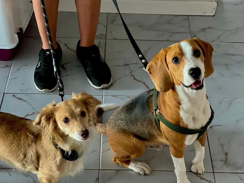 Perla Veteriner Kliniği foto 2