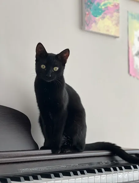 Vet4Pet Veteriner Kliniği foto 2