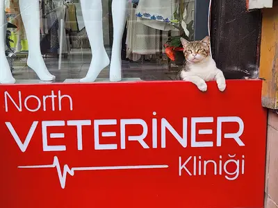 North Veteriner Kliniği