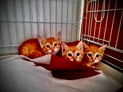 Yeşil Park Veteriner Kliniği