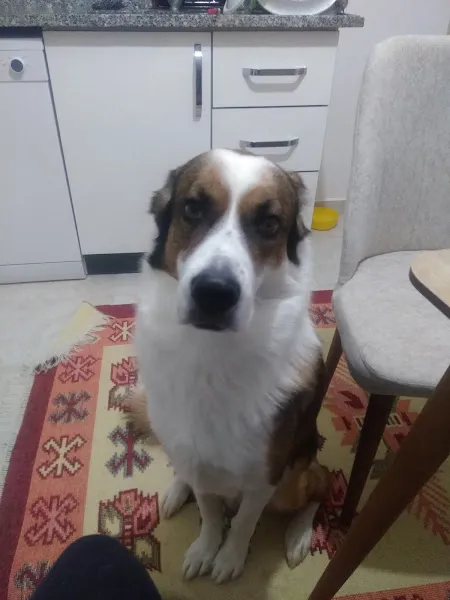 Apexetki Veteriner Kliniği foto 2