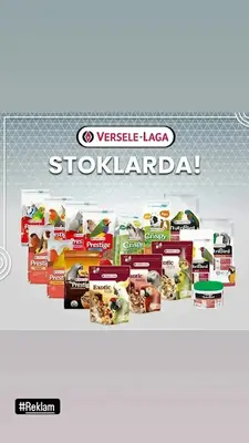 HEPSİ KUŞLAR İÇİN