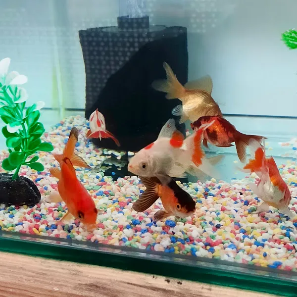 Happy Petshop foto 1