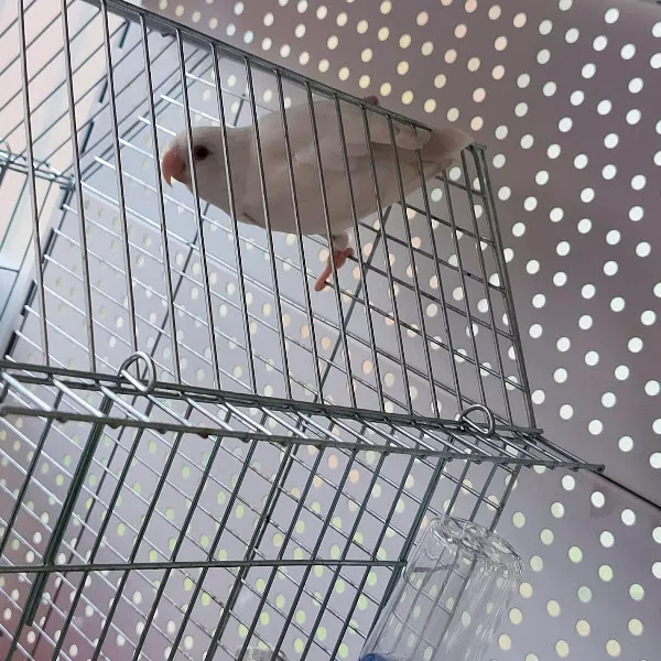 Happy Petshop foto 2
