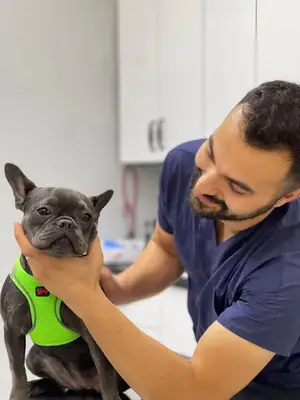 Beylikdüzü Veteriner Kliniği - Veteriner Hekim Mehmet Halil