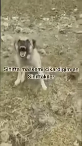 larin petshop KURTKÖY foto 2