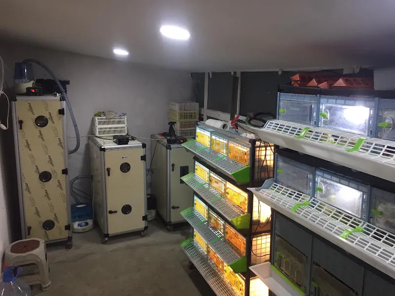 Brahma Süs Tavukları İstanbul foto 2