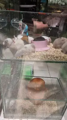 PİSİLİYO PETSHOP