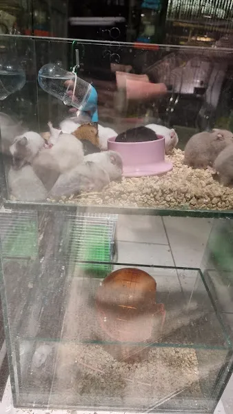 PİSİLİYO PETSHOP foto 1