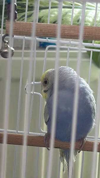 PİSİLİYO PETSHOP foto 2