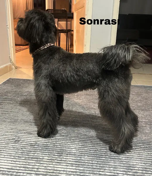 Pawco Acıbadem foto 1
