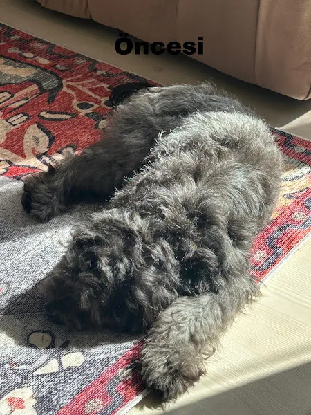 Pawco Acıbadem foto 2